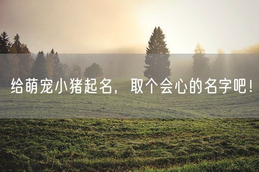 给萌宠小猪起名,取个会心的名字吧!(图1) 给萌宠小猪起名,取个会心的名字吧!(图1)