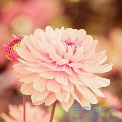 未来两个月哪些星座的运势会上升被幸运女神关注(图1)