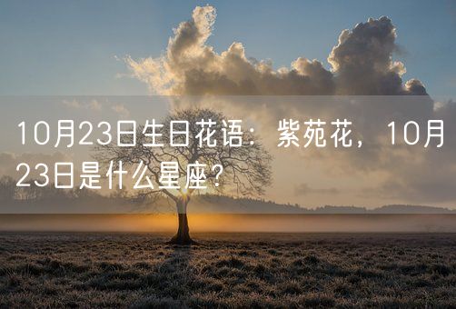 10月23日生日花语：紫苑花，10月23日是什么星座？(图1)