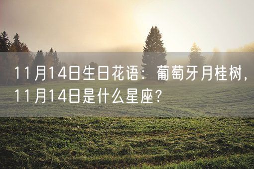 11月14日生日花语：葡萄牙月桂树，11月14日是什么星座？(图1)