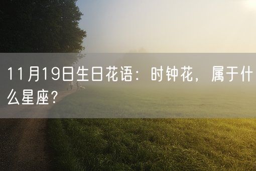 11月19日生日花语：时钟花，属于什么星座？(图1)