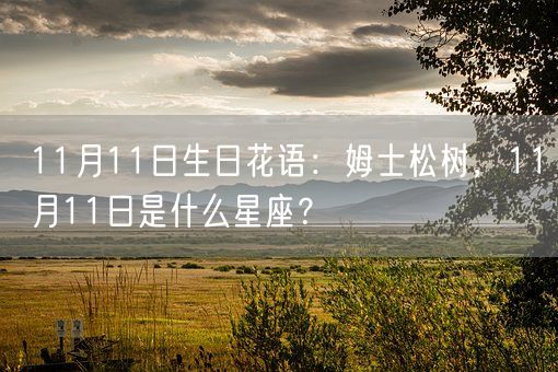 11月11日生日花语：姆士松树，11月11日是什么星座？(图1)