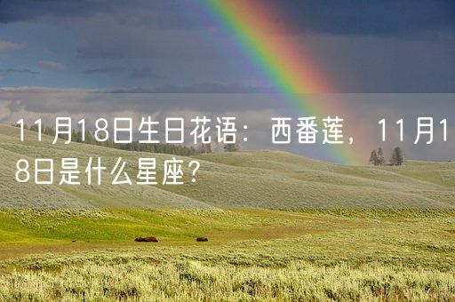 11月18日生日花语：西番莲，11月18日是什么星座？(图1)