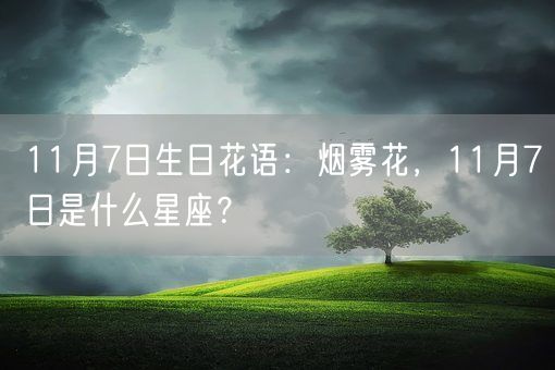 11月7日生日花语：烟雾花，11月7日是什么星座？(图1)