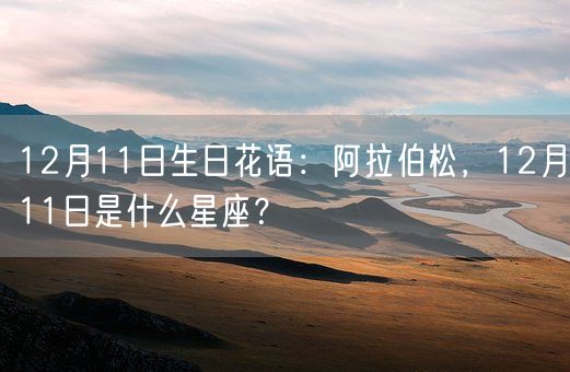 12月11日生日花语：阿拉伯松，12月11日是什么星座？(图1)