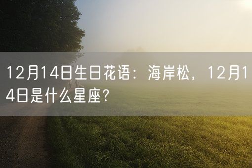 12月14日生日花语：海岸松，12月14日是什么星座？(图1)