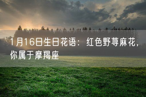 1月16日生日花语：红色野荨麻花，你属于摩羯座(图1)