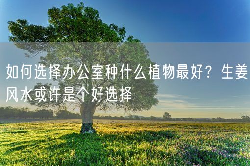 如何选择办公室种什么植物最好？生姜风水或许是个好选择(图1)