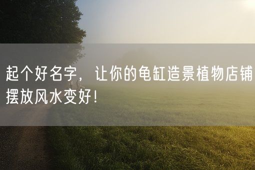 起个好名字，让你的龟缸造景植物店铺摆放风水变好！(图1)