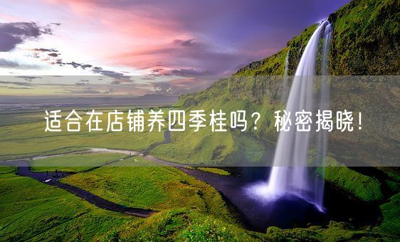 适合在店铺养四季桂吗？秘密揭晓！(图1)