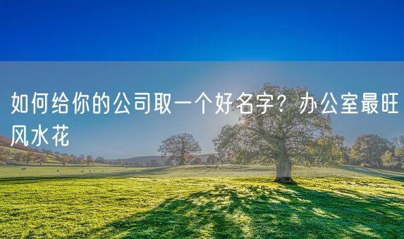 如何给你的公司取一个好名字？办公室最旺风水花(图1)