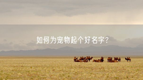 如何为宠物起个好名字？(图1)