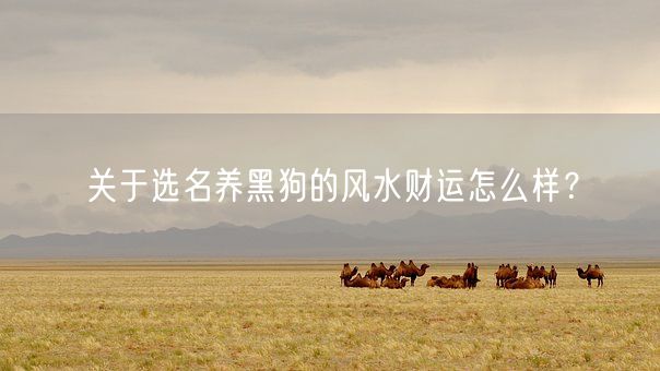 关于选名养黑狗的风水财运怎么样？(图1)