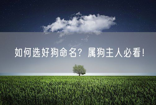 如何选好狗命名？属狗主人必看！(图1)
