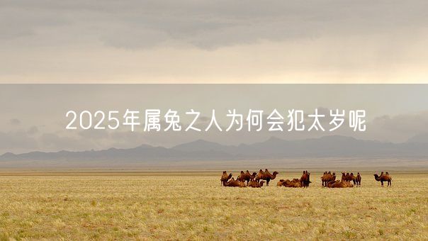 2025年属兔之人为何会犯太岁呢(图1)