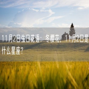 11月2日生日花语：冬樱花，11月2日是什么星座？