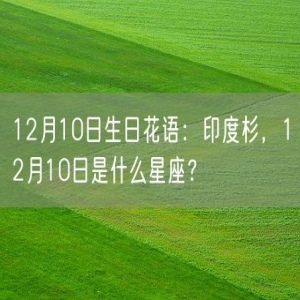12月10日生日花语：印度杉，12月10日是什么星座？