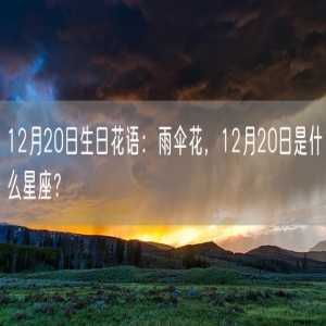 12月20日生日花语：雨伞花，12月20日是什么星座？
