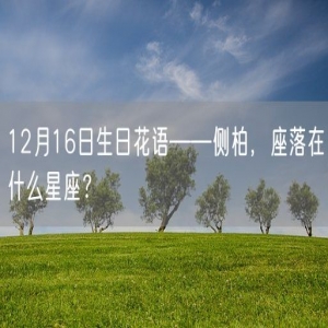 12月16日生日花语——侧柏，座落在什么星座？