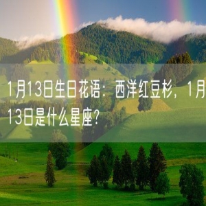 1月13日生日花语：西洋红豆杉，1月13日是什么星座？