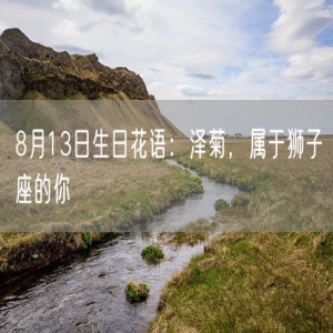 8月13日生日花语：泽菊，属于狮子座的你