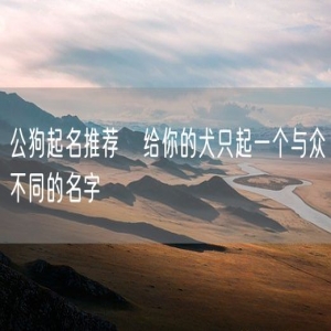 公狗起名推荐   给你的犬只起一个与众不同的名字