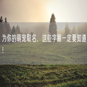 为你的萌宠取名，这些字眼一定要知道！