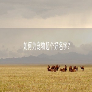 如何为宠物起个好名字？