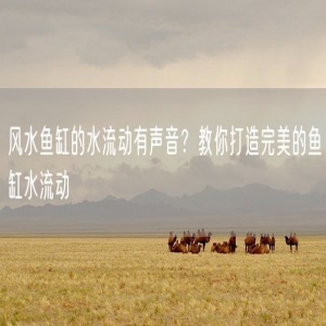 风水鱼缸的水流动有声音？教你打造完美的鱼缸水流动