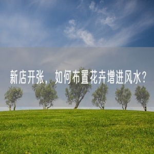 新店开张，如何布置花卉增进风水？