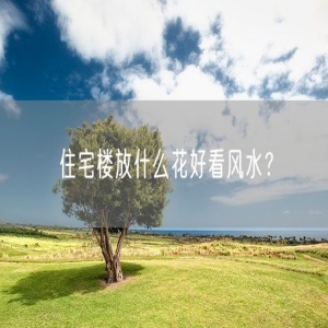 住宅楼放什么花好看风水？
