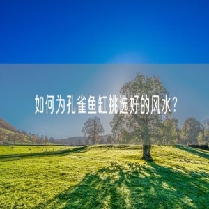 如何为孔雀鱼缸挑选好的风水？