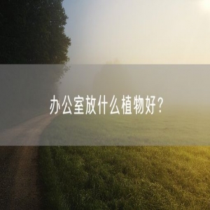 办公室放什么植物好？
