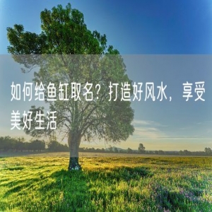 如何给鱼缸取名？打造好风水，享受美好生活