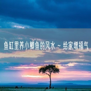鱼缸里养小鲫鱼的风水 ~ 给家增福气