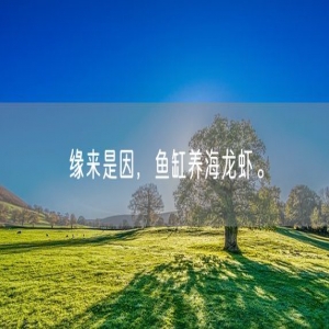 缘来是因，鱼缸养海龙虾。