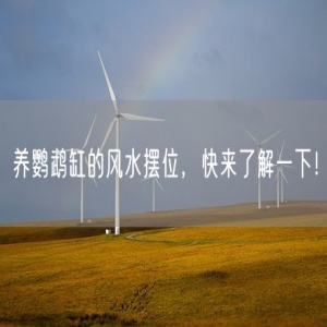 养鹦鹉缸的风水摆位，快来了解一下！